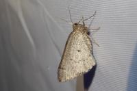 Aleucis distinctata