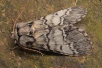 Drymonia ruficornis