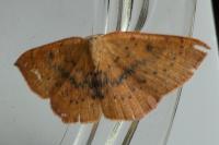 Cyclophora puppillaria