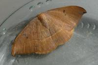 Watsonalla uncinula