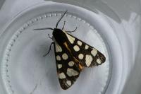 Arctia villica