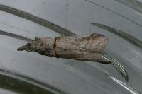 Acrobasis obliqua