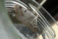 Itame vincularia