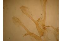 Nola cicatricalis