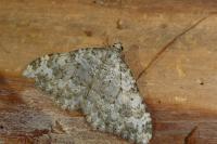 Coenotephria ablutaria