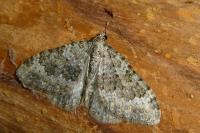 Coenotephria ablutaria