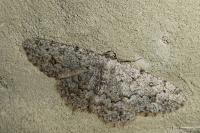 Charissa onustaria onustaria