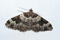 Xanthorhoe fluctuata