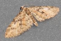 Eupithecia abbreviata