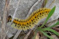 Lasiocampa trifolii trifolii