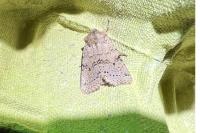 Spudaea ruticilla
