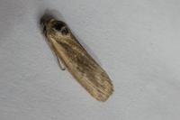 Epimecia ustula