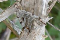 Aplocera efformata/plagiata