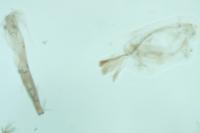 Phycitodes saxicola