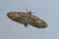 Eupithecia abbreviata