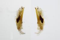 Eilema caniola