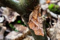 Selenia dentaria