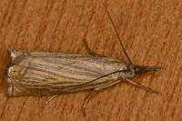 Chrysoteuchia culmella