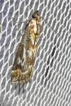 Acrobasis porphyrella