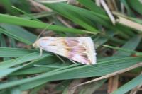 Eublemma ostrina