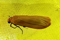 Wittia sororcula