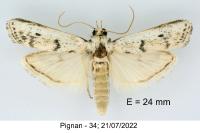 Valdovecaria hispanicella