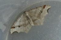 Macaria alternata