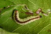 Pasiphila rectangulata