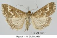 Evergestis frumentalis