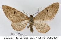 Eupithecia indigata