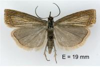 Chrysoteuchia culmella