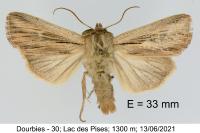 Leucania comma