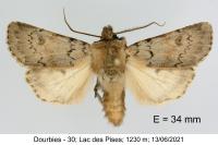 Agrotis cinerea