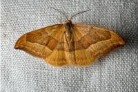 Watsonalla cultraria