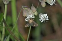 Abrostola triplasia