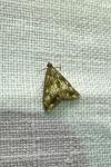 Evergestis politalis