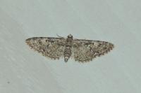 Eupithecia dodoneata