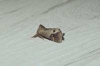 Clostera anachoreta
