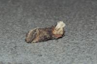 Abrostola triplasia