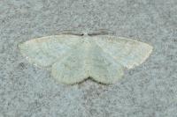 Cabera exanthemata
