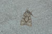Xylocampa areola