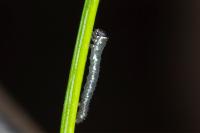Lycia isabellae
