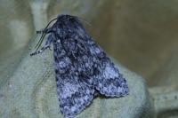 Acronicta megacephala