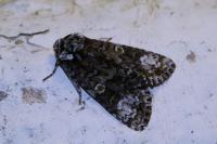 Craniophora ligustri