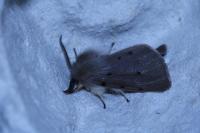 Diaphora mendica