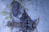 Drymonia ruficornis