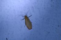 Wittia sororcula