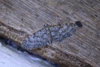 Eupithecia dodoneata