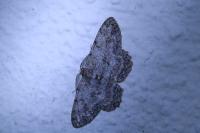 Hypomecis punctinalis