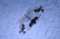 Ligdia adustata